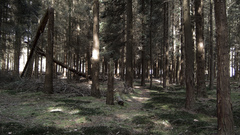 Forest there Chernobyl live any hardly citruspers