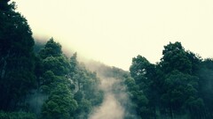forest Trees landscape mist nature outdoors