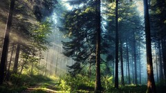 forest Trees landscape sun rays nature outdoors Plants sunlight