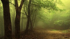 forest Trees nature Green landscape Plants