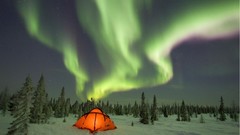 Forests aurora borealis Canada