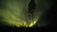 Forests aurora borealis national