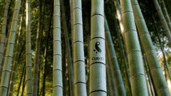 Forests bamboo depth of