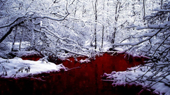 Forests blood nature snow