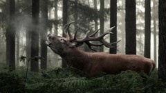 Forests deer