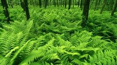 Forests Ferns