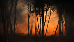 Forests fire artwork forest