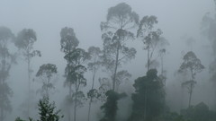 Forests fog