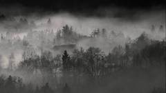 Forests fog