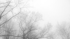 Forests fog mist monochrome