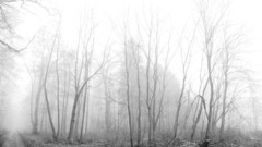 Forests fog monochrome Trees