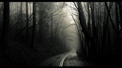 Forests fog roads Greg