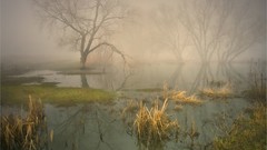 Forests fog swamp