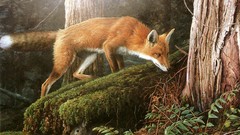 Forests foxes