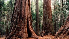 Forests giant redwoods Trees