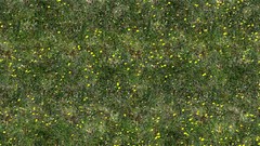 Forests grass Textures