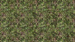 Forests grass Textures