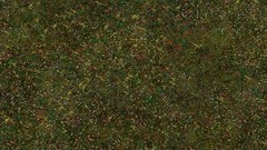 Forests grass Textures