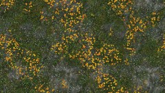 Forests grass Textures