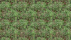 Forests grass Textures