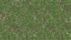 Forests grass Textures
