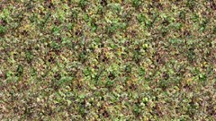 Forests grass Textures