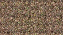 Forests grass Textures stereogram