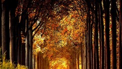 Forests Great forest