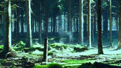 Forests Great forest