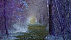 Forests Great forest