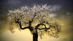 Forests Great forest