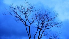 Forests Great forest