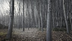 Forests HDR Photography