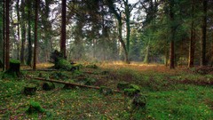 Forests HDR Photography