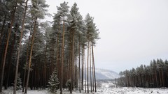 Forests high exposure Highways Tree Of Life tree farm woodcut