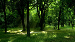 Forests Landscapes Trees