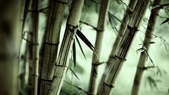 Forests leaves bamboo Plants