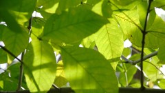 Forests leaves Plants