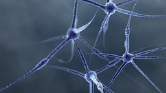 Forests macro microscopic