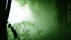 Forests mist
