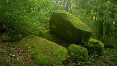 Forests moss boulder