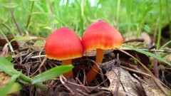 Forests mushrooms Hygrocybe punicea