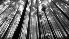 Forests mystic grayscale