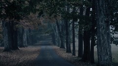 Forests phantom ghosts