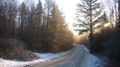 Forests roads