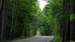 Forests roads