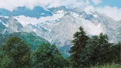 Forests Saidov Aydemir