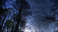 Forests skyscapes