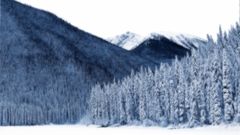 Forests snow landscapes