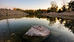 Forests stones lakes branches